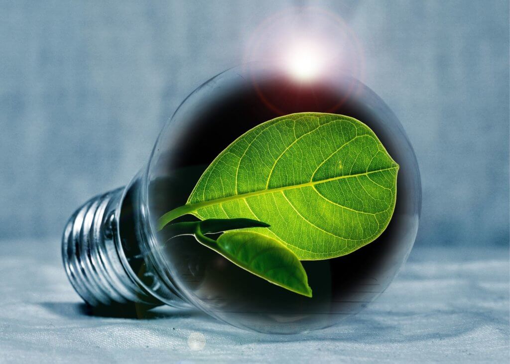 light bulb with leaf in it