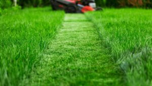 lawn with mower