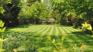 back yard with mown lawn